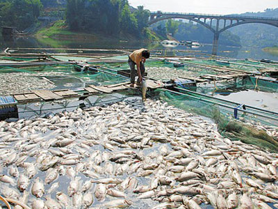魚塘缺氧 魚塘缺氧